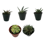 Succulents, assorted, Small
